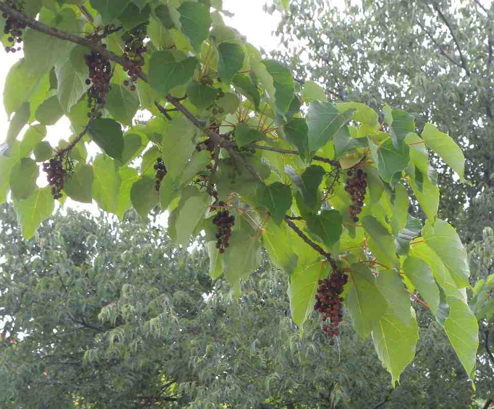 stranezza milanese - Idesia polycarpa